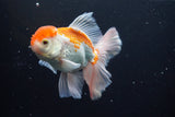 Thai Oranda  Red White 5 Inch (ID#917R12c-108) Free2Day SHIPPING