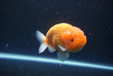 Ranchu  Sakura 4.5 Inch (ID#207R1c-59) Free2Day SHIPPING