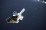 Baby Thai Oranda  Panda 3 Inch (ID#1029ToPTA-37) Free2Day SHIPPING