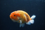 Ranchu  Sakura 4.5 Inch (ID#207R1c-59) Free2Day SHIPPING