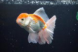 Thai Oranda  Red White 5 Inch (ID#917R12c-108) Free2Day SHIPPING