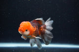 Juvenile Thai Oranda  Tricolor 4 Inch (ID#1122To13b-73) Free2Day SHIPPING