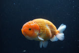 Ranchu  Sakura 4.5 Inch (ID#207R1c-59) Free2Day SHIPPING