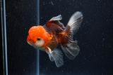 Juvenile Thai Oranda  Tricolor 4 Inch (ID#1122To13b-73) Free2Day SHIPPING