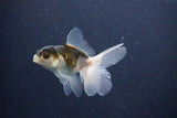 Baby Thai Oranda  Panda 3 Inch (ID#1029ToPTA-37) Free2Day SHIPPING