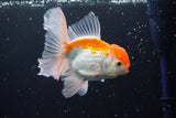 Thai Oranda  Red White 5 Inch (ID#917R12c-108) Free2Day SHIPPING