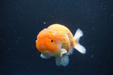 Ranchu  Sakura 4.5 Inch (ID#207R1c-59) Free2Day SHIPPING