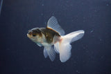 Baby Thai Oranda  Panda 3 Inch (ID#1029ToPTA-37) Free2Day SHIPPING