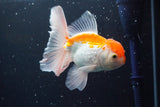 Thai Oranda  Red White 5 Inch (ID#917R12c-108) Free2Day SHIPPING