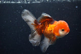 Juvenile Thai Oranda  Tricolor 4 Inch (ID#1122To13b-73) Free2Day SHIPPING