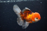 Juvenile Thai Oranda  Tricolor 4 Inch (ID#1122To13b-73) Free2Day SHIPPING