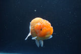 Ranchu  Sakura 4.5 Inch (ID#207R1c-59) Free2Day SHIPPING