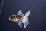 Baby Thai Oranda  Panda 3 Inch (ID#1029ToPTA-37) Free2Day SHIPPING