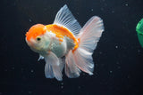 Thai Oranda  Red White 5 Inch (ID#917R12c-108) Free2Day SHIPPING