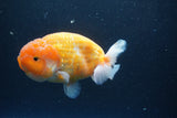 Ranchu  Sakura 4.5 Inch (ID#207R1c-59) Free2Day SHIPPING