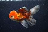 Juvenile Thai Oranda  Tricolor 4 Inch (ID#1122To13b-73) Free2Day SHIPPING