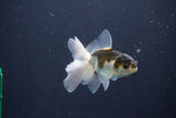 Baby Thai Oranda  Panda 3 Inch (ID#1029ToPTA-37) Free2Day SHIPPING