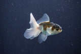 Baby Thai Oranda  Panda 3 Inch (ID#1029ToPTA-37) Free2Day SHIPPING