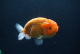 Ranchu  Sakura 4.5 Inch (ID#207R1c-59) Free2Day SHIPPING