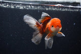 Juvenile Thai Oranda  Tricolor 4 Inch (ID#1122To13b-73) Free2Day SHIPPING