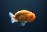 Ranchu  Sakura 4.5 Inch (ID#207R1c-59) Free2Day SHIPPING