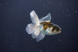 Baby Thai Oranda  Panda 3 Inch (ID#1029ToPTA-37) Free2Day SHIPPING