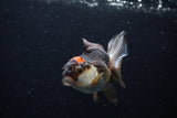 Thai Oranda  Tricolor 3.5 Inch (ID#0110T2c-50) Free2Day SHIPPING