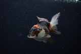 Thai Oranda  Tricolor 3.5 Inch (ID#0110T2c-50) Free2Day SHIPPING