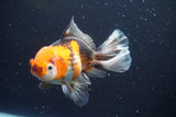 Thai Oranda  Tricolor 5 Inch (ID#913R12c-109) Free2Day SHIPPING