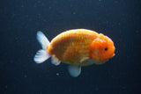 Ranchu  Sakura 4.5 Inch (ID#207R1c-59) Free2Day SHIPPING