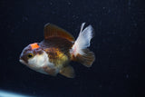 Thai Oranda  Tricolor 3.5 Inch (ID#0110T2c-50) Free2Day SHIPPING