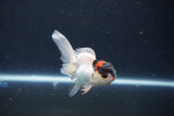 Baby Thai Oranda  Tricolor 3 Inch (ID#1029ToPTA-38) Free2Day SHIPPING