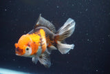 Thai Oranda  Tricolor 5 Inch (ID#913R12c-109) Free2Day SHIPPING