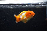 Juvenile Ranchu  Red White 3 Inch (ID#321R9b-60) Free2Day SHIPPING