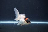 Baby Thai Oranda  Tricolor 3 Inch (ID#1029ToPTA-38) Free2Day SHIPPING