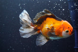 Thai Oranda  Tricolor 5 Inch (ID#913R12c-109) Free2Day SHIPPING