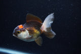 Thai Oranda  Tricolor 3.5 Inch (ID#0110T2c-50) Free2Day SHIPPING