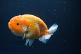 Ranchu  Sakura 4.5 Inch (ID#207R1c-59) Free2Day SHIPPING