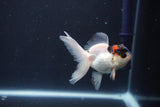 Baby Thai Oranda  Tricolor 3 Inch (ID#1029ToPTA-38) Free2Day SHIPPING