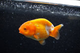 Juvenile Ranchu  Red White 3 Inch (ID#321R9b-60) Free2Day SHIPPING