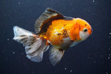 Thai Oranda  Tricolor 5 Inch (ID#913R12c-109) Free2Day SHIPPING