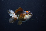 Thai Oranda  Tricolor 3.5 Inch (ID#0110T2c-50) Free2Day SHIPPING