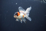 Baby Thai Oranda  Tricolor 3 Inch (ID#1029ToPTA-38) Free2Day SHIPPING