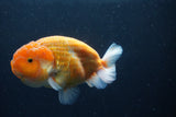 Ranchu  Sakura 4.5 Inch (ID#207R1c-59) Free2Day SHIPPING