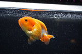 Juvenile Ranchu  Red White 3 Inch (ID#321R9b-60) Free2Day SHIPPING