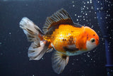 Thai Oranda  Tricolor 5 Inch (ID#913R12c-109) Free2Day SHIPPING