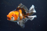 Thai Oranda  Tricolor 5 Inch (ID#913R12c-109) Free2Day SHIPPING