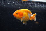 Juvenile Ranchu  Red White 3 Inch (ID#321R9b-60) Free2Day SHIPPING