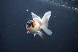 Baby Thai Oranda  Tricolor 3 Inch (ID#1029ToPTA-38) Free2Day SHIPPING