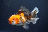 Thai Oranda  Tricolor 5 Inch (ID#913R12c-109) Free2Day SHIPPING